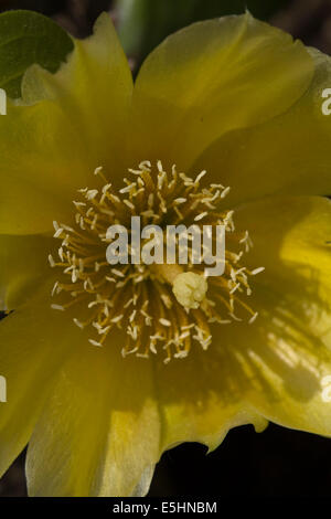 yellow flower of Barberry fig plant Stock Photo