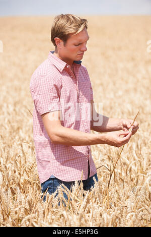 Farmer In Wheat Field Inspecting Crop Stock Photo