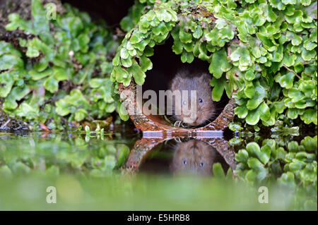 Water vole (Arvicola amphibius), UK Stock Photo