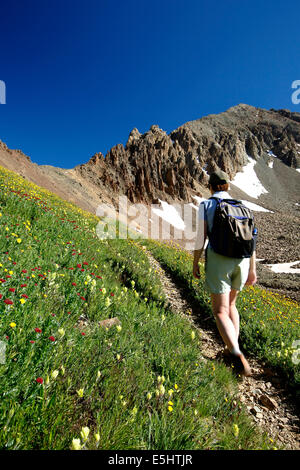 Female hiker on wildflower-flanked trail and Mount Sneffels, above Yankee Boy Basin, near Ouray, Colorado USA Stock Photo