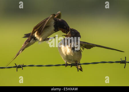 A Barn swallow juvenile is being fed by its mother. Stock Photo