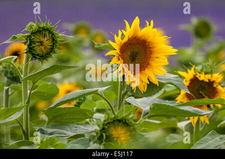Hitchin Lavender, Cadwell Farm, Arlesey, Hertfordshire, UK. 1st Aug, 2014. UK Weather: Sunflowers have started to open and lavender is in its prime at this family run farm that specialises in growing different varieties of lavender.   Credit:  Stephen Chung/Alamy Live News Stock Photo
