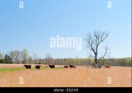 Herd of brown and red cattle walking in line across a pasture. Shenandoah Valley, Virginia, USA. Stock Photo