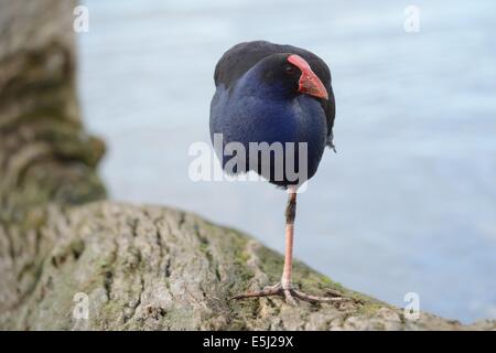 New Zealand Pukeko Stock Photo