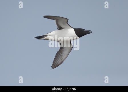 Razorbill, Alca torda,  single bird in flight, Orkney, June 2014 Stock Photo