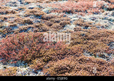 Arctic vegetation on Greenland in summer with lichen, moss, dwarf birch and other plants Stock Photo