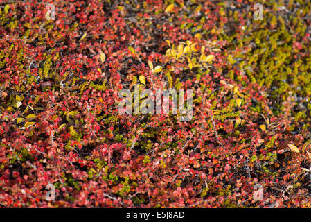 Betula nana, dwarf birch in Greenland in autumn with red leaves