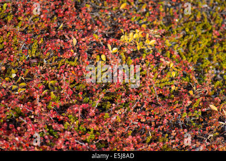 Betula nana, dwarf birch in Greenland in autumn with red leaves Stock Photo