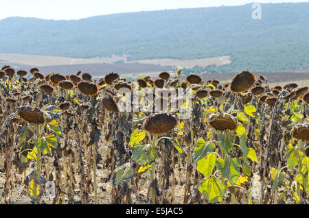 Sunflower field at Tarifa in Southern Spain. Costa de la Luz.