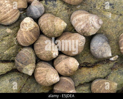 Common Winkle Littorina littorea sea snail marine gastropod mollusc colony, Scotland, UK Stock Photo