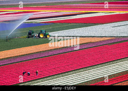 The Netherlands, Holland, Egmond aan Zee, Flower and tulip fields. Stock Photo