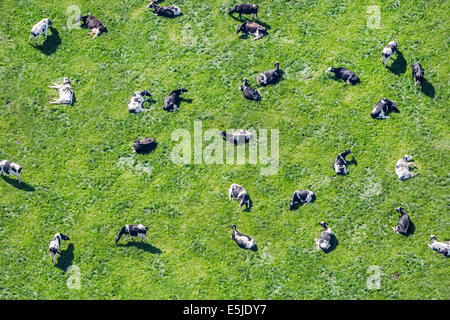 Netherlands, Eenigenburg. Cows in meadow ruminating. Aerial Stock Photo