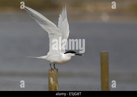 Sandwich tern, Sterna sandvicensis,  single bird on post, Dorset,  May 2014 Stock Photo