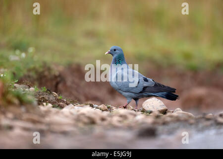 Stock dove, Columba oenas, single bird by water, Warwickshire, July 2014 Stock Photo