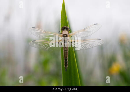 A Four-spotted chaser dragonfly with pleasing background Stock Photo