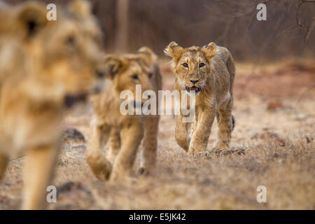 Indian Lion cub [Panthera leo persica] at Gir Forest, Gujarat India. Stock Photo