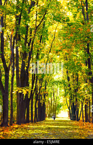 Autumn maple alley in the park Stock Photo