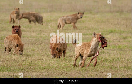 Group of hyenas with one that carries leg from a kill