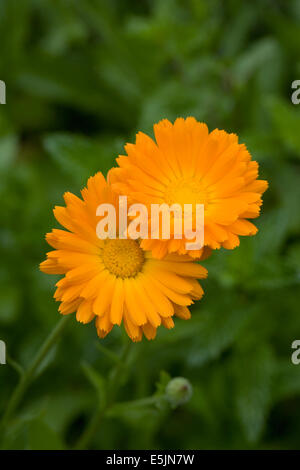 Calendula officinalis. English marigold flower. Stock Photo