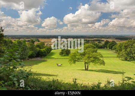 Horses grazing in a paddock on the vale of York at Crayke in North Yorkshire, in mid-summer. Stock Photo