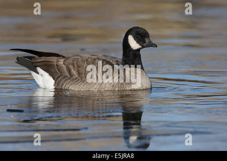 Cackling Goose - Branta hutchinsii Stock Photo