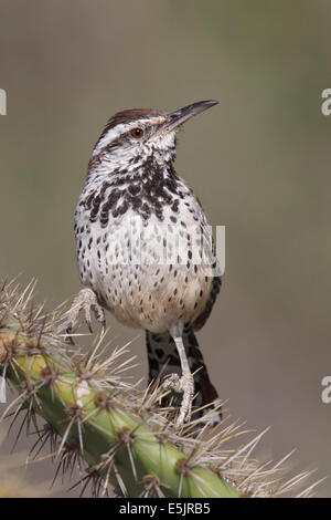 Cactus Wren - Campylorhynchus brunneicapillus - Adult (coastal Southern California subspecies) Stock Photo
