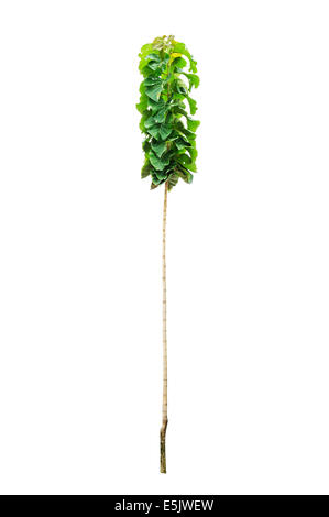 Young teak tree isolated on white background Stock Photo