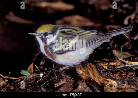 Chestnut-sided Warbler - Dendroica pensylvanica - Adult female Stock Photo