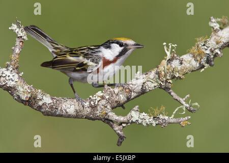 Chestnut-sided Warbler - Dendroica pensylvanica - Adult male breeding Stock Photo