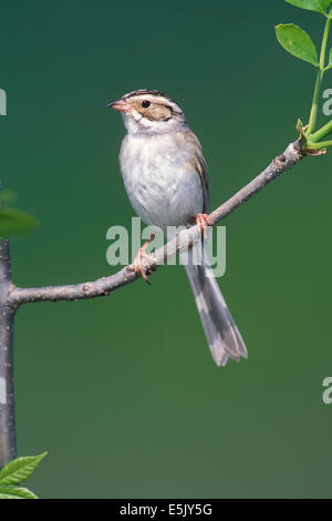 Clay-colored Sparrow - Spizella pallida Stock Photo