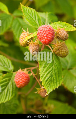 U Pick Raspberries Greens Bridge Gardens Linn County Oregon