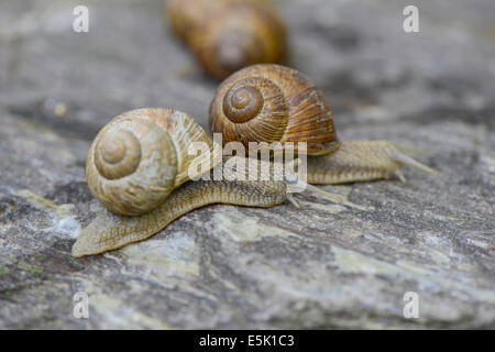 grapevine snail Stock Photo