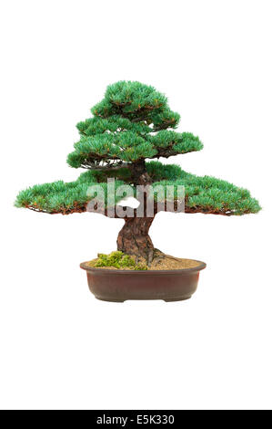 japanese bonsai tree isolated pinus parviflora Stock Photo