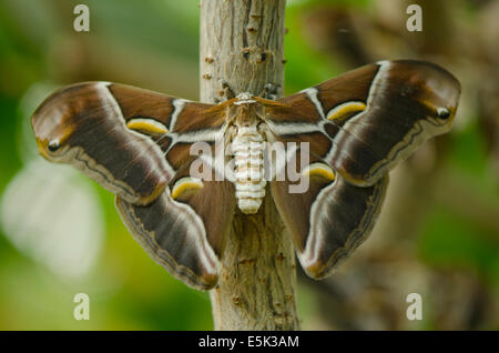 The Ailanthus silkmoth, Samia cynthia, Inside the Butterfly Park, Benalmadena, Costa del Sol, Spain. Stock Photo