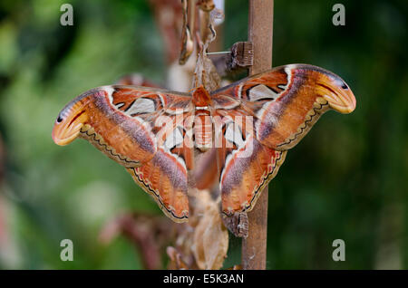 The Atlas moth, Attacus atlas, the Butterfly Park, Benalmadena, Costa del Sol, Spain. Stock Photo