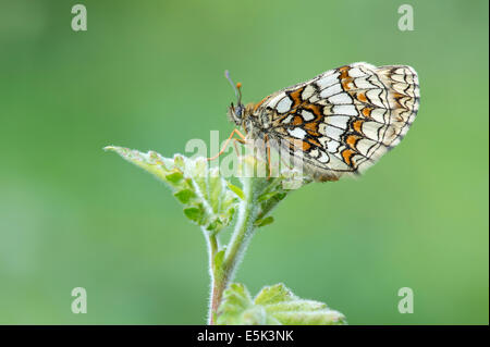 Heath fritillary butterfly (Melitaea athalia), UK Stock Photo