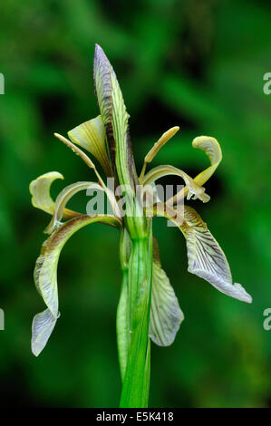 A stinking iris flower UK Stock Photo