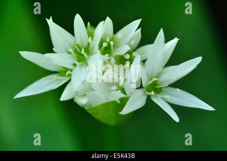 A beautiful ramson flower in close-up UK Stock Photo