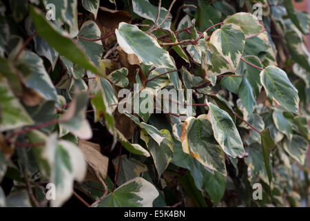 Hosta Leaves that have white or cream edges on the leaves Stock Photo