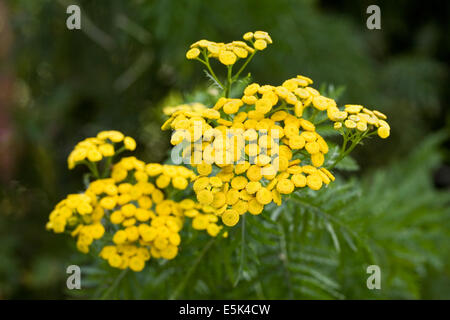 Tanacetum vulgare. Tansy flowers. Stock Photo