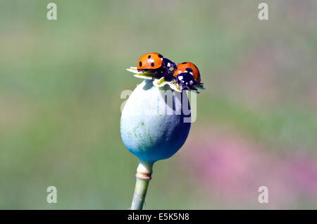 ladybird ladybugs on green poppy seed box Stock Photo