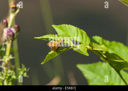 A male Large Skipper, Ochlodes sylvanus, at rest on a leaf Stock Photo