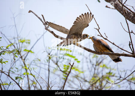 Two aggressive Lesser kestrel (falco naumanni). This species breeds from the Mediterranean across southern central Asia to China Stock Photo