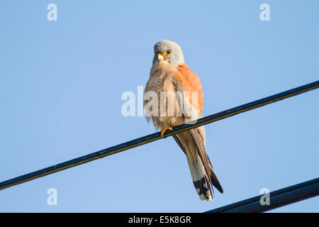 Lesser kestrel (falco naumanni). This species breeds from the Mediterranean across southern central Asia to China and Mongolia. Stock Photo