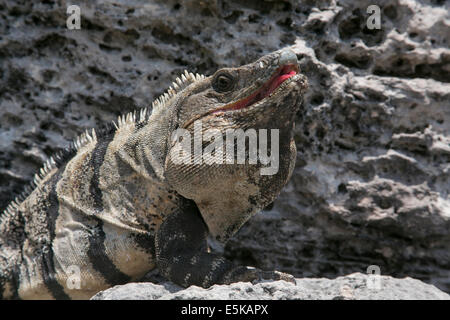 An iguana on rocks at the beach in Tulum, Mexico. Stock Photo