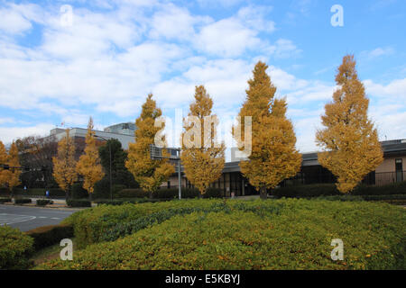 Ginkgo trees in autumn at Tokyo, Japan Stock Photo