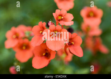 Orange Diascia flowers in a pot in an English garden. Stock Photo