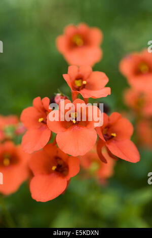 Orange Diascia flowers in a pot in an English garden. Stock Photo