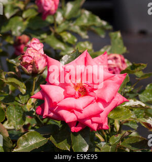 Red Hybrid Tea Rose 'Abbeyfield' Stock Photo