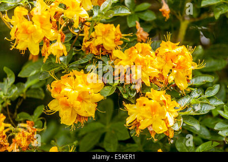 the yellow flowers Rhododendron luteum Stock Photo